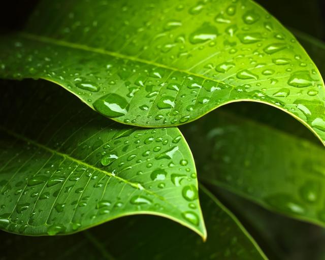 Leaf Leaf